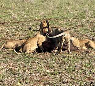 Geführte Touren Marco Polo Tours & Safaris Diani Beach