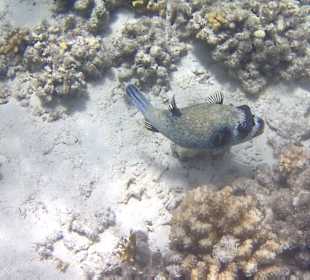 Schnorcheln Marsa Alam