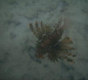 Rotfeuerfisch am Hausriff des Hotel Reef Oasis Beach Resort