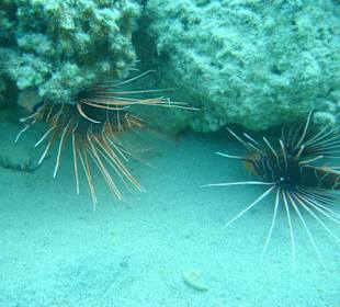 Schnorcheln in der Bay