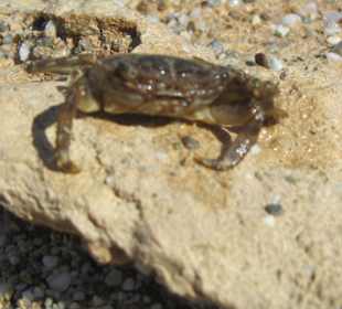 Spacer po plaży w Sfakaki