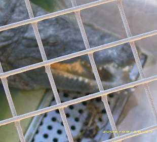 Blick auf die Krokodile