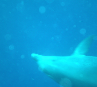 Delfine beim Hausriff 