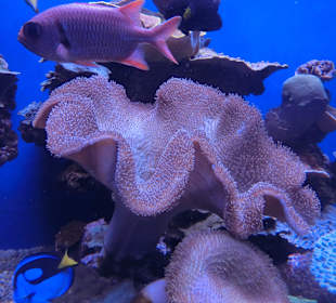Aquarium Palma