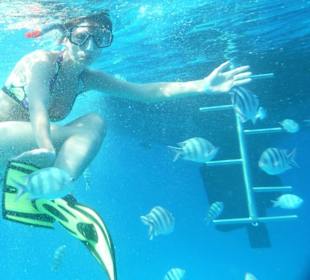 An einem Riff, die Fische waren direkt am Boot