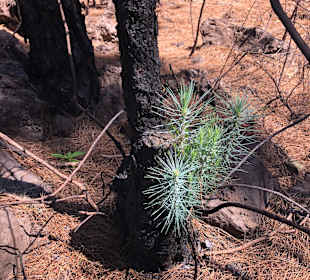 Wandern Puerto de la Cruz
