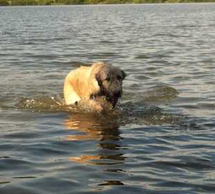Erfrischung im kühlen Nass