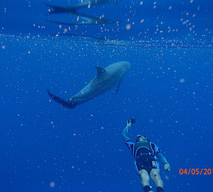 Delfinschwimmen Delfine & Meer