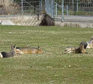 Rosensteinpark Blick zur Wilhelma