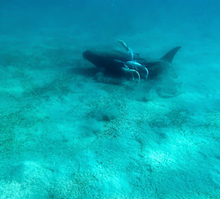 Schnorcheln Marsa Alam