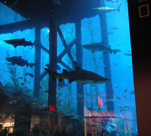 Gefährliche Haie-Aquarium in der Dubai Mall
