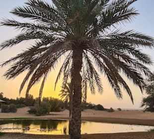 Al Maha Desert