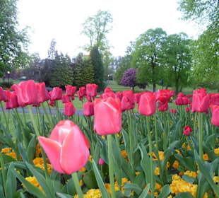 Blumenpracht im Frühjahr
