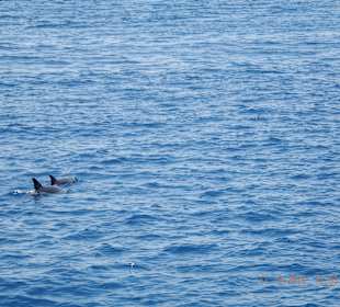 Delfine bei der Delfin-Tour
