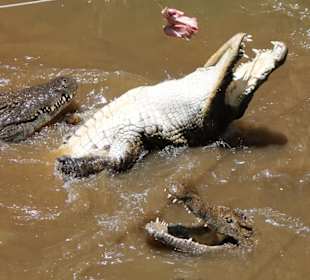 Fütterung Krokodilr 