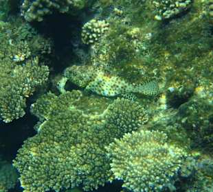 Rostflecken - Zackenbarsch