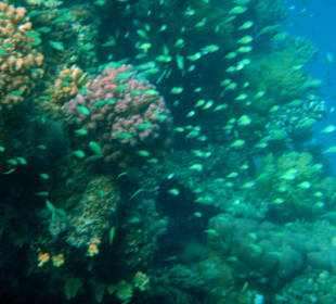 Hotel Lahami Bay Hausriff