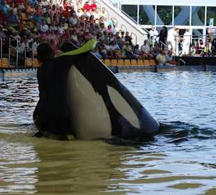 Orca Show