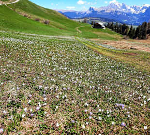 Krokusse so weit das Auge reicht 