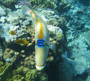 Rotmeerpicassodrücker