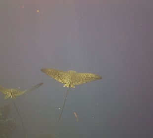 Pesci di barriera 4, aquile di mare