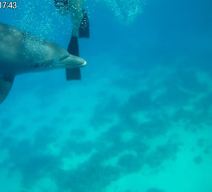 Delfinausflug mit Mo - 21.10.2017