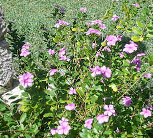Blumen