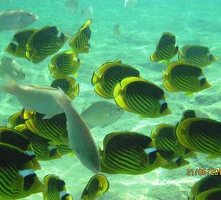 Viele Fische Im Hotel Riff