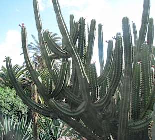 Jardin Botanico de Cactus im Oasispark