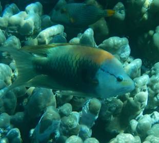 Stülpmaul Lippfisch am Südriff