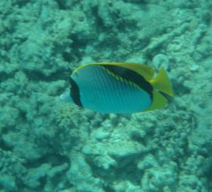 Schwarzrücken-Falterfisch