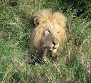 Löwe beim Frühstück