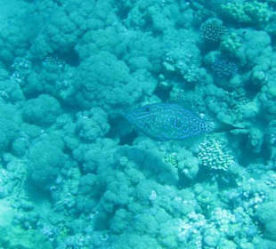 Unterwasserimpressionen