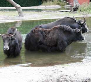 Serengeti Park Hodenhagen