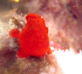 Tauchschule MerlinSosua