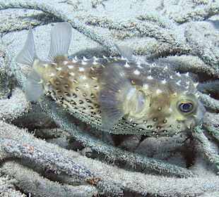 Podwodne życie w Abu Dabab