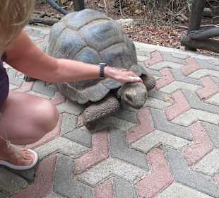 Die Schildkröten auf Prison Island