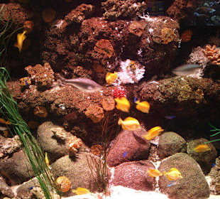 Sea Life Aquarium Gardaland