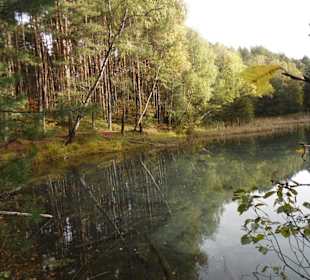 Żabnik