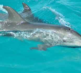 Schnorcheltour zur Paradies Insel