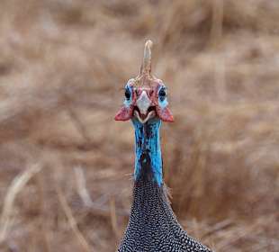 Safari Tsavo Nationalpark