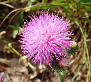 Blütenzauber im Canyon du Verdon