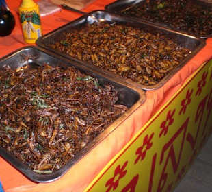 Kakerlaken und ähnliches fritiert