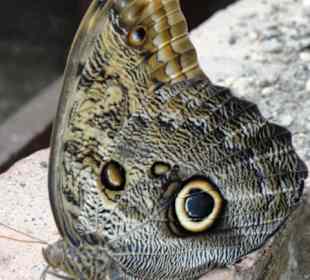Motyl.