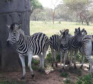 Zebrafamilie