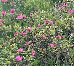 Alpenrosenfelde bei einer Wanderung vom Didamskopf