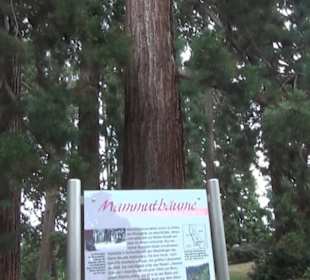 Mamutbäume