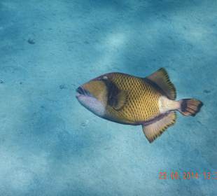Ausflug nach Dabab-Riesendrückerfisch