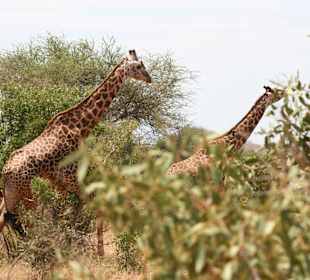 Safari African Bush & Beach Adventures Ltd