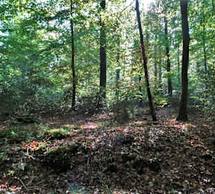 Herbstspaziergang durch den Hasbruch